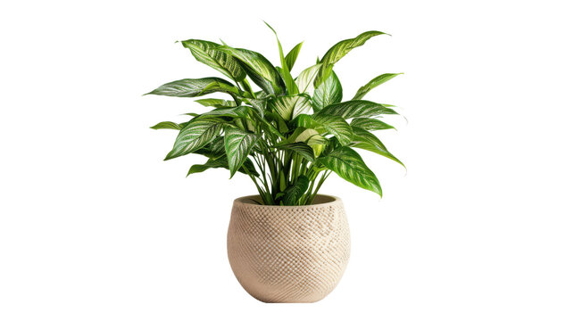 Potted Green Variegated Dieffenbachia Plant in Textured Beige Ceramic Planter foliage leaves, Isolated On Black Background, Png Transparent Background, Cut Out