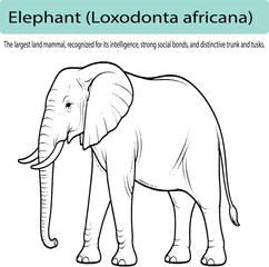 Fototapeta premium A minimal line art illustration of an elephant in side view, with smooth flowing outlines and subtle detailing in the ears and trunk. The composition is clean and balanced, using consistent stroke wei