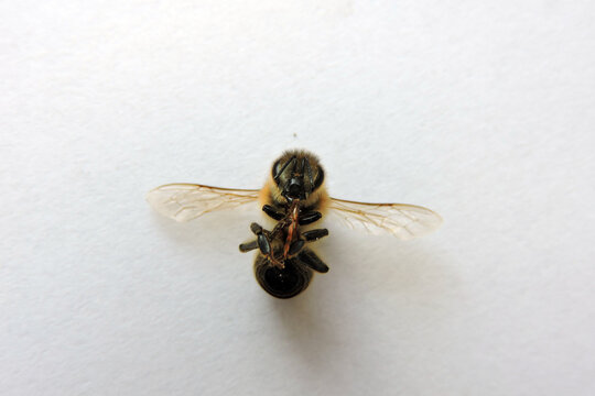 Macro shot of a honey bee with extended proboscis, dead bee anatomy on white background, high detail insect photography