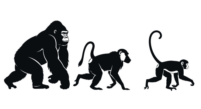 Evolutionary progression of primates from gorilla to monkey.