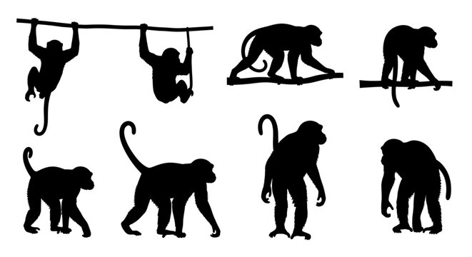 Collection of Monkey Silhouettes in Various Poses.