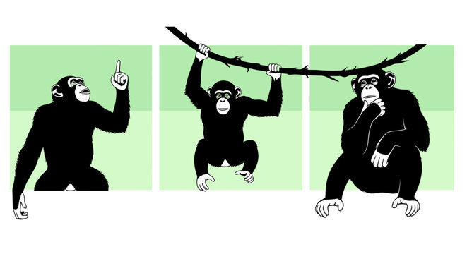 Three Chimpanzees in Different Poses Illustrating Thought.