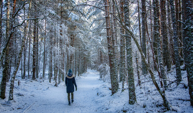 Winter forest walk and peaceful solitude journey