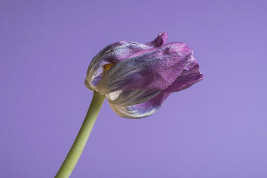 Close-up of a dry purple tulip on a purple background