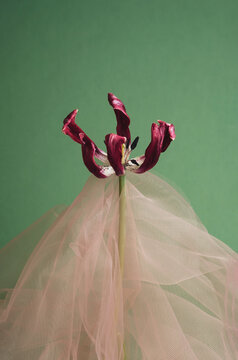 Withered tulip adorned with tulle on green background