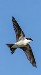 Fototapeta premium Tree swallow in flight against a clear blue sky daytime photography