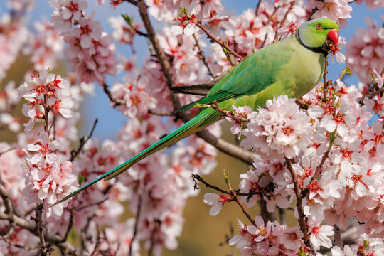 Parrot resting in almond blossoms of Madrid park