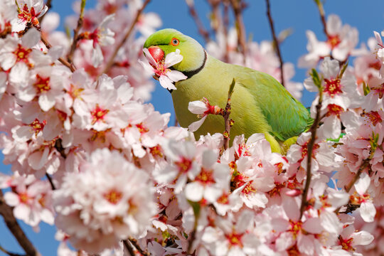 Parrot amidst blooming almond blossoms in Madrid