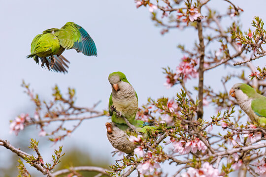 Parakeets among blooming almonds in Madrid landscape