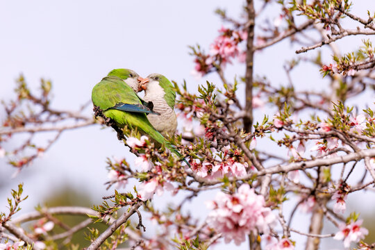 Parrots perched on almond branches in full bloom