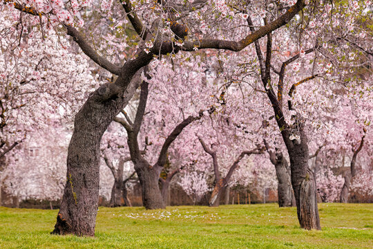 Almond trees in bloom in a tranquil Madrid park landscape