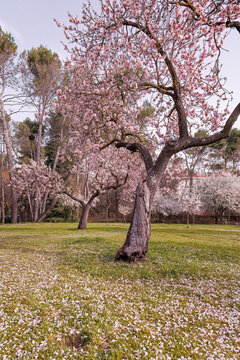 Blooming almond trees in Madrid's peaceful landscape