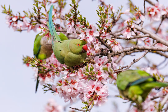 Parrots in blooming almond trees in Madrid's spring