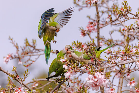Parrots among blooming almond trees in Madrid
