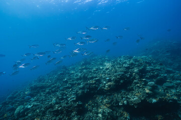 Obraz premium Fish School Silhouettes Against Blue Ocean Light