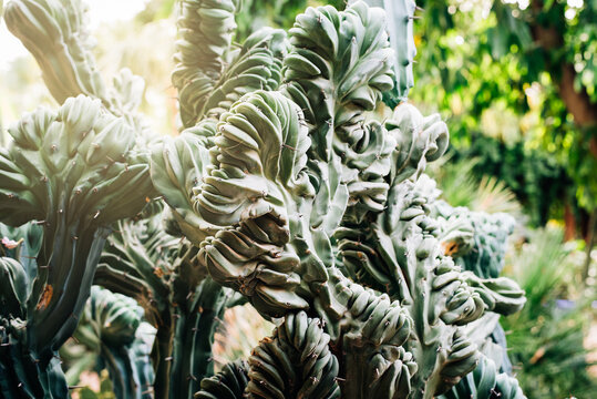 Close up cactus plant texture in Morocco garden light