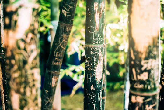 Carved bamboo stalk with love messages in Morocco garden