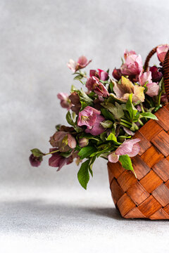 Spring hellebore bouquet in rustic wicker basket on gray