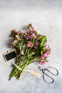 Spring hellebore bouquet with tag, scissors and chalkboard