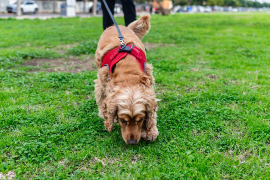 Cocker spaniel sniffing grass in park on leash outdoors