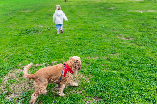 Toddler girl walking ahead while cocker spaniel plays