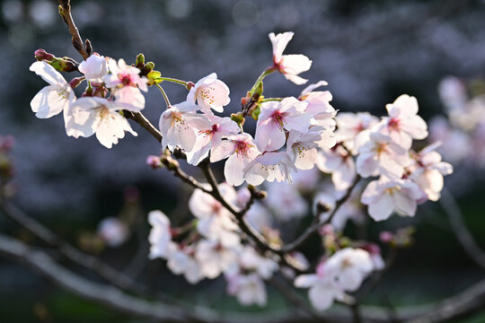 春本番を告げる桜咲く