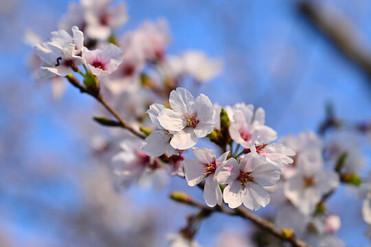 春本番を告げる桜咲く