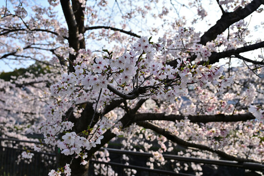 春本番を告げる桜咲く