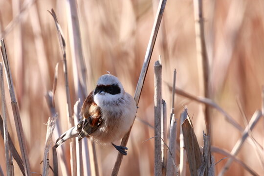 R&eacute;miz penduline (Remiz pendulinus)