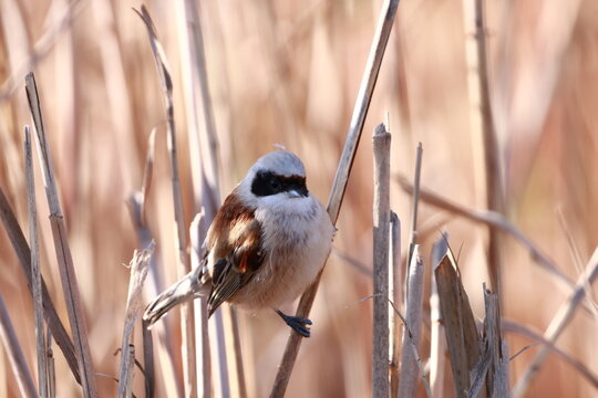 R&eacute;miz penduline (Remiz pendulinus)
