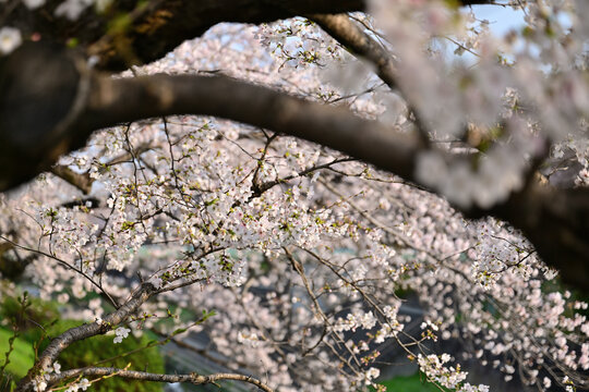 春本番を告げる桜咲く