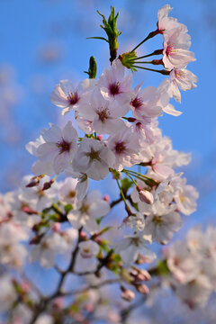 春本番を告げる桜咲く