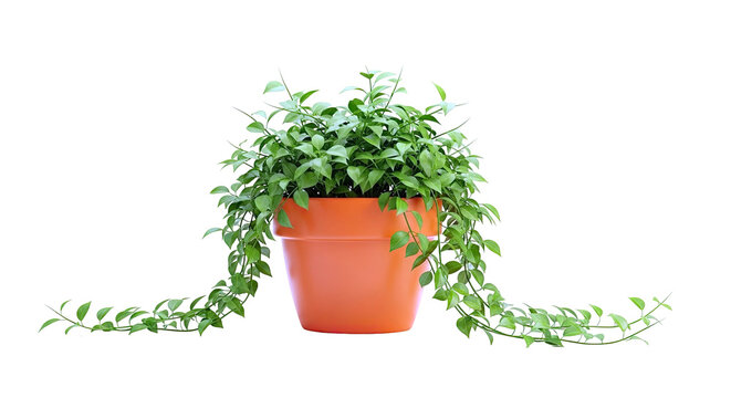 Green Vine Plant in Orange Pot