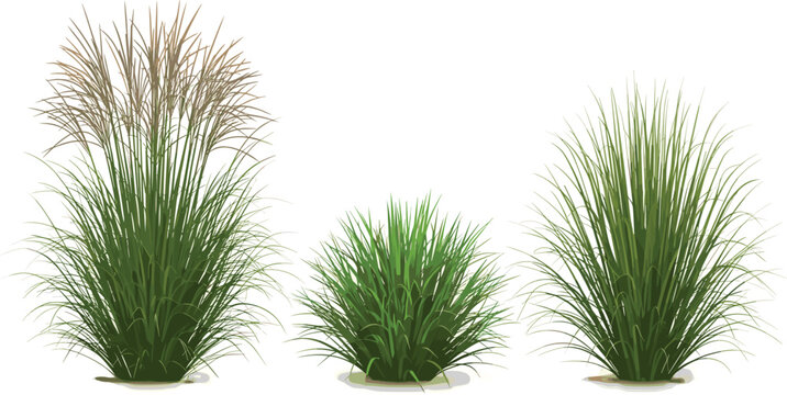 Three green ornamental grass clumps including fountain grass and miscanthus isolated on white background for landscape design and garden vector