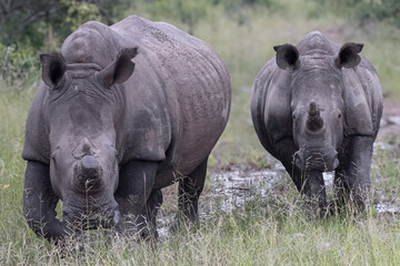 Obraz premium Rhino Mother and Calf