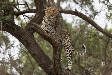 Leopard in a Tree © Daniel