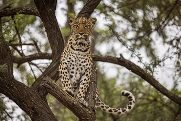 Leopard in a Tree © Daniel