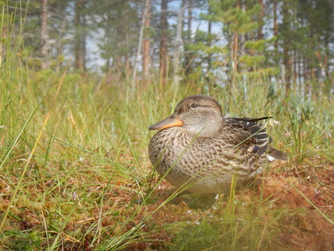 Sarcelle d'hiver (Anas crecca)
