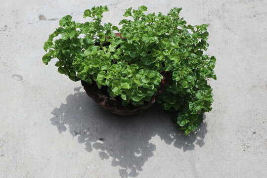 known as Sissoo spinach, Brazilian spinach or Alternanthera sissoo, the plant is commonly known as ground cover, its leaves are edible, the plant also does best in pots