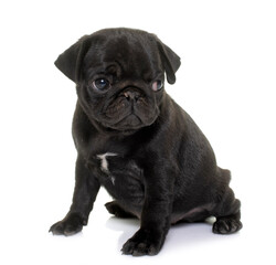 Obraz premium puppy black pug