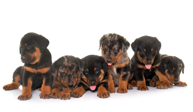 beauceron puppies in studio