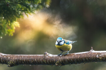 Modraszka zwyczajna (Cyanistes caeruleus) w naturalnym lesie, siedząca na omszałej gałęzi. Miękkie poranne światło i efekt mgły w tle, rozmyty bokeh. © Henryk Niestrój