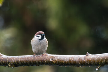 Mazurek (Passer montanus) siedzący na poziomej gałęzi w promieniach słońca. Mały dziki ptak z charakterystyczną czarną plamką na policzku na rozmytym, zielono-żółtym tle ogrodu © Henryk Niestrój