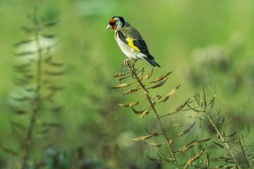 Szczygieł w siedzący na surowych nasionostanach ostu w naturalnym ogrodzie. Mały dziki ptak z żółtym paskiem na skrzydle na rozmytym tle kwiatów. © Henryk Niestrój