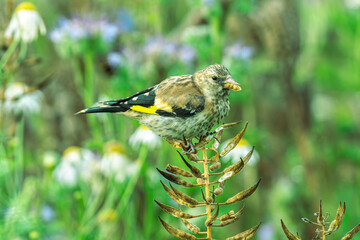 Szczygieł w przejściowej szacie siedzący na surowych nasionostanach ostu w naturalnym ogrodzie. Mały dziki ptak z żółtym paskiem na skrzydle na rozmytym tle kwiatów. © Henryk Niestrój