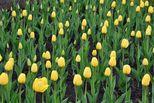 a close up of a Field of Yellow Tulips