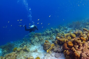Scuba diver and colorful reef with fish. Tropical sea with corals and fish. Underwater photography, diver and marine life. Tropical coral reef, seascape with blue water. © blue-sea.cz