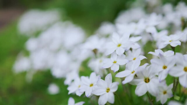 Spring starflowers are swaying in the wind