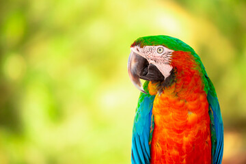 Obraz premium A close-up of a macaw. The multi-colored parrot sits on a perch. The background is blurred, which emphasizes the bird's bright colors.