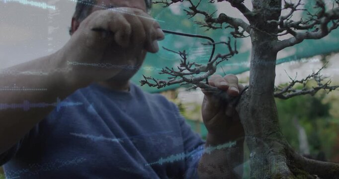 Reaching branch, senior gardener wiring bonsai under shade cloth, using pliers, training branches